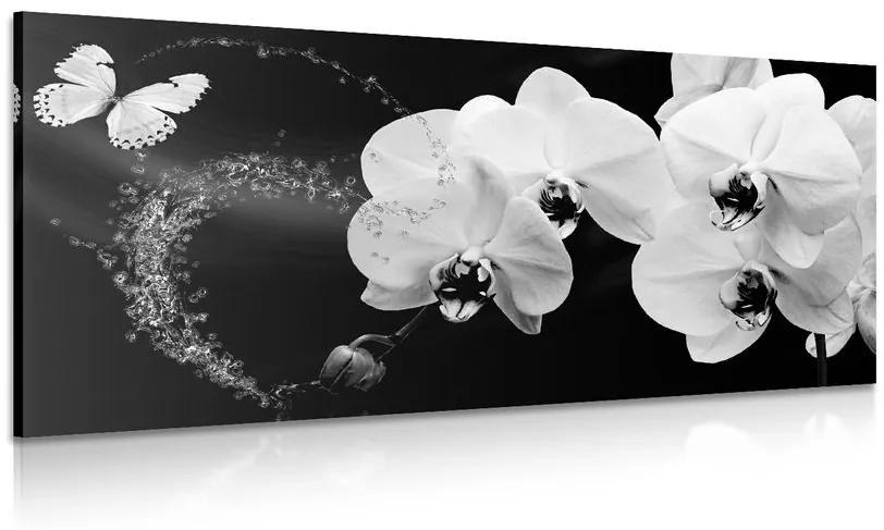 Obraz čiernobiela orchidea a motýľ Varianta: 120x60