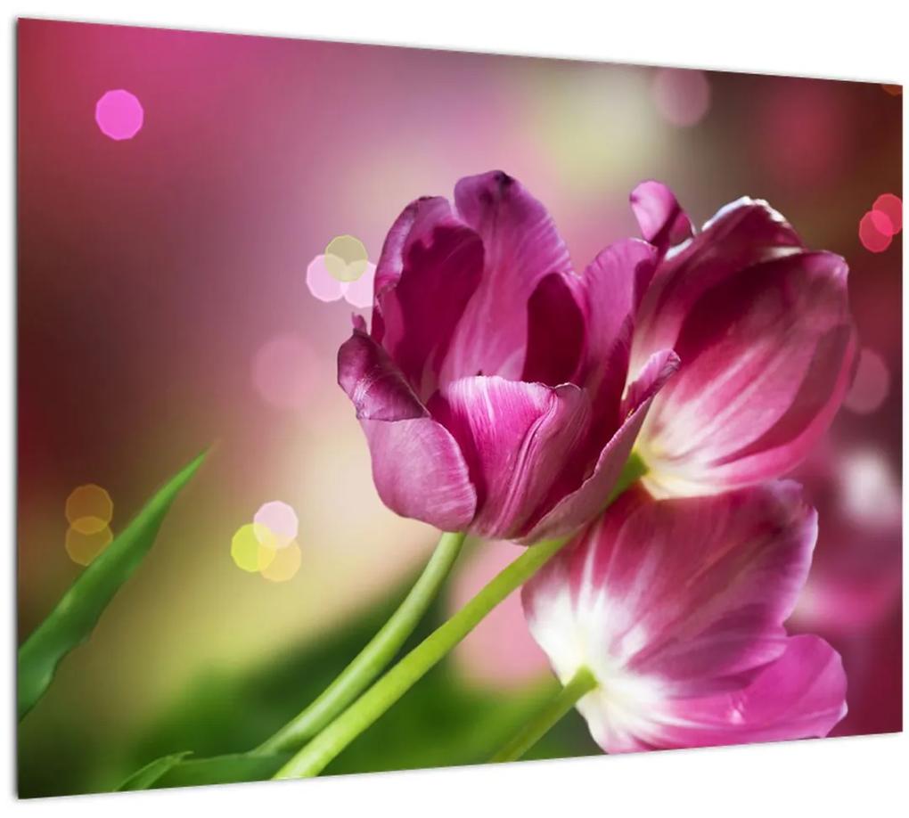 Sklenený obraz ružových tulipánov (70x50 cm)