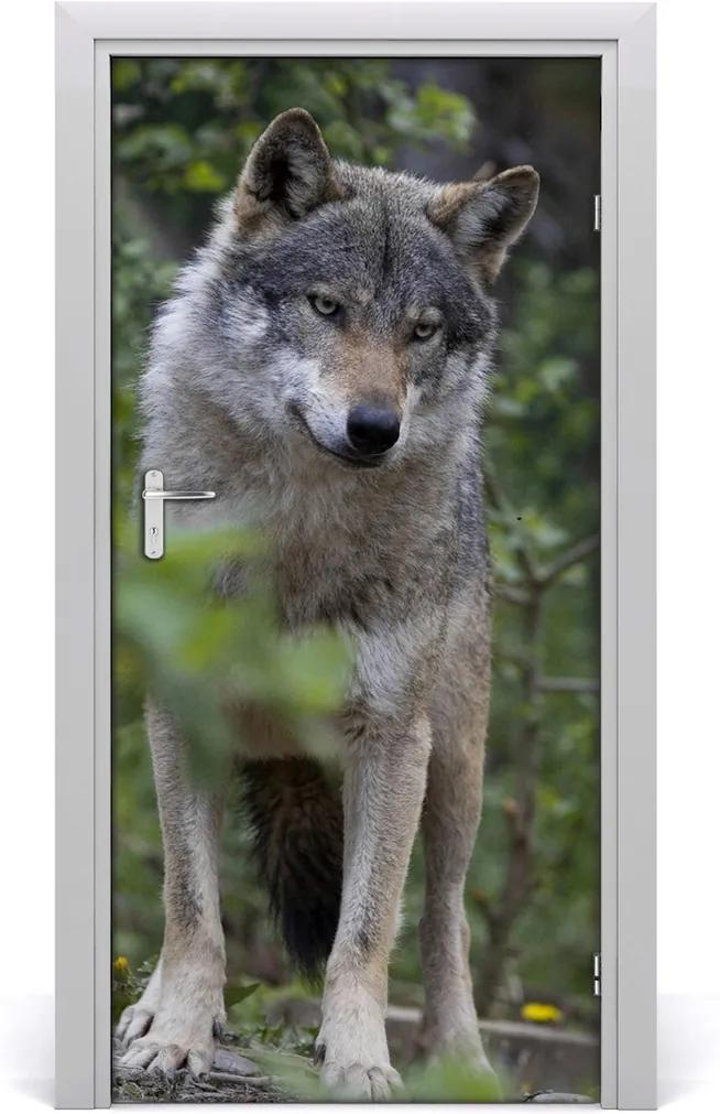 Samolepiace fototapety na dvere  Vlk v lese