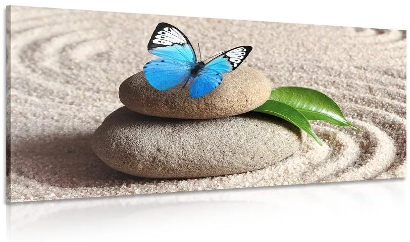 Obraz modrý motýľ na Zen kameni Varianta: 100x50
