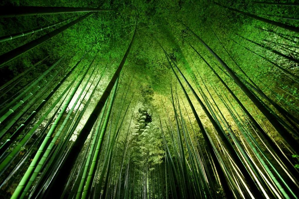 Umelecká fotografie Bamboo night, Takeshi	Marumoto, (40 x 26.7 cm)
