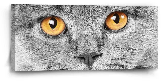 Sablio Obraz Mačací pohľad - 110x50 cm