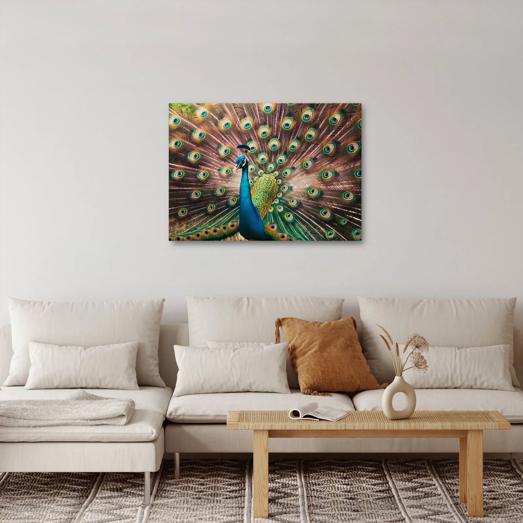 Obraz - Páv (70x50 cm)