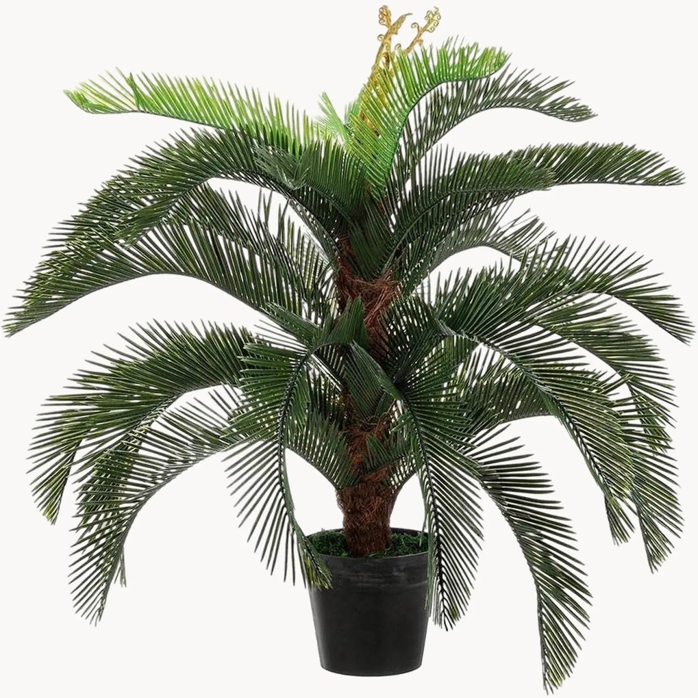 Exteriérová rastlinná dekorácia Cycas, V 100 cm