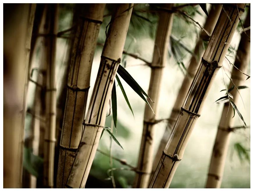 Artgeist Fototapeta - Fog and bamboo forest Veľkosť: 350x270, Verzia: Premium
