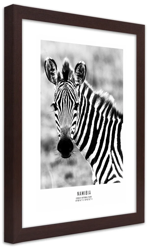 Gario Plagát Zvedavá zebra Farba rámu: Bez rámu, Rozmery: 20 x 30 cm