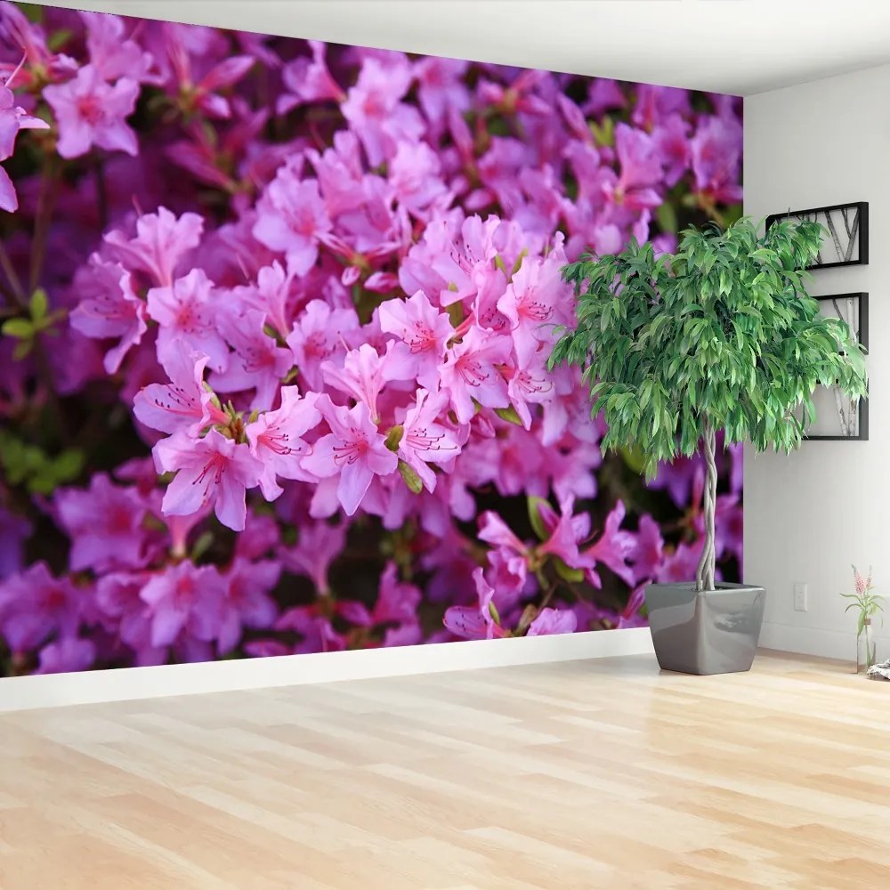 Fototapeta Vliesová Rhododendron ružový 152x104 cm