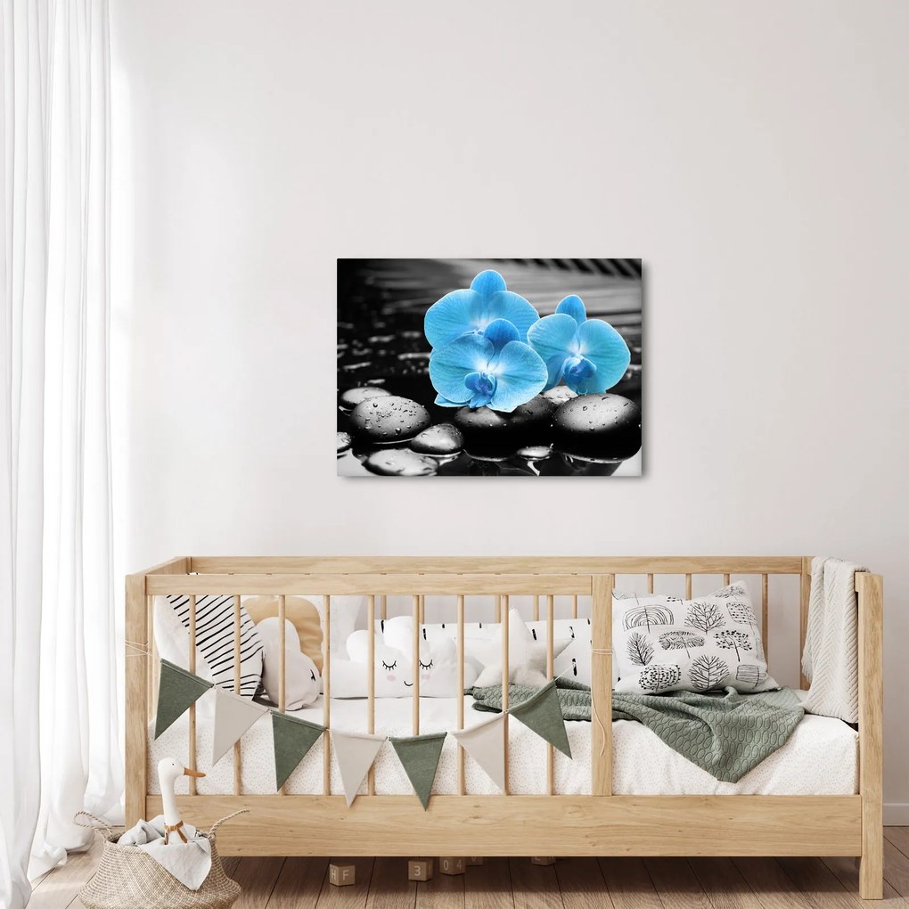Obraz - Modrá orchidea (70x50 cm)