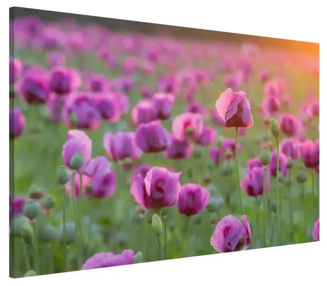 Magnetické obrazy Fialový ópiový makový kvet lúka na jar