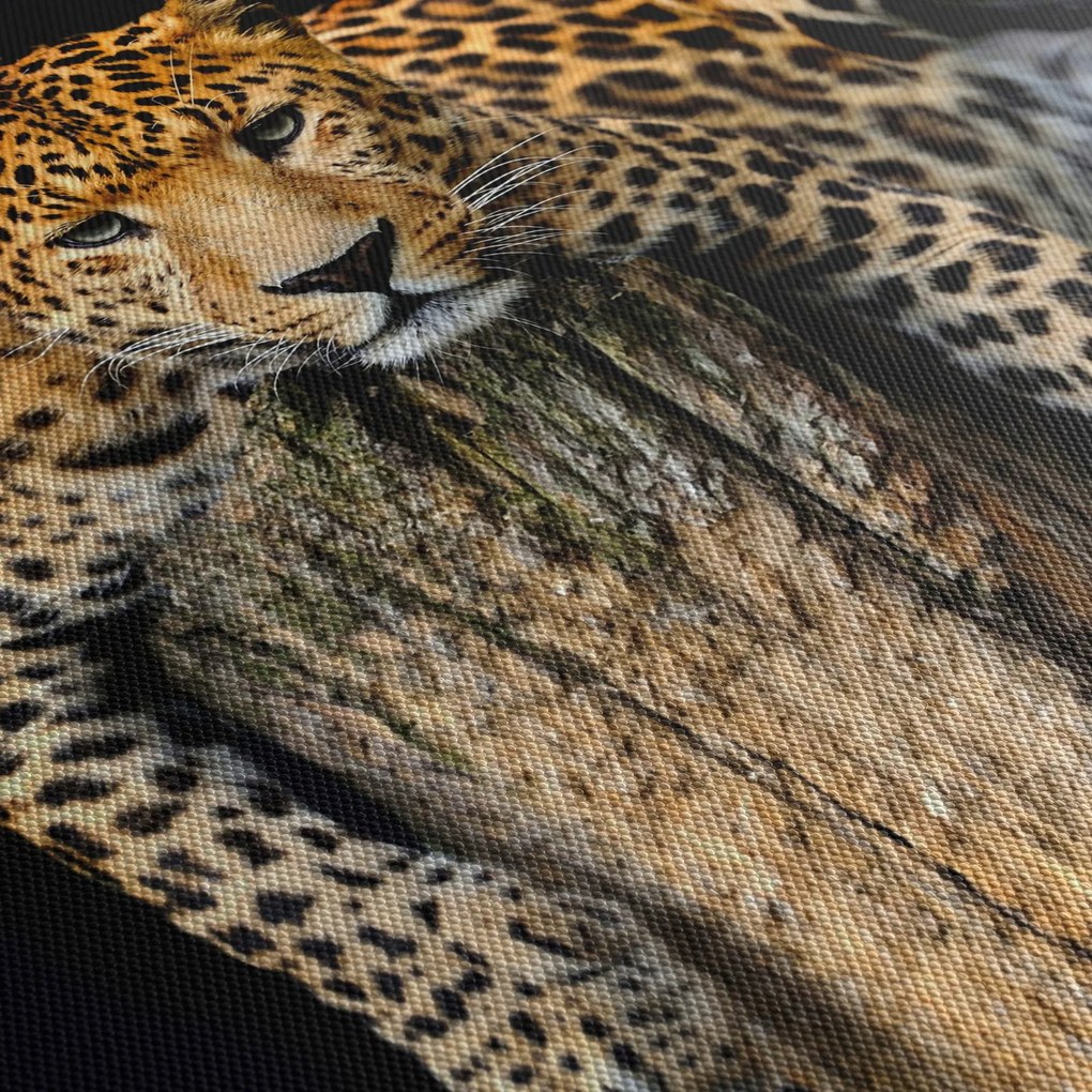 Obraz - Gepard (90x60 cm)