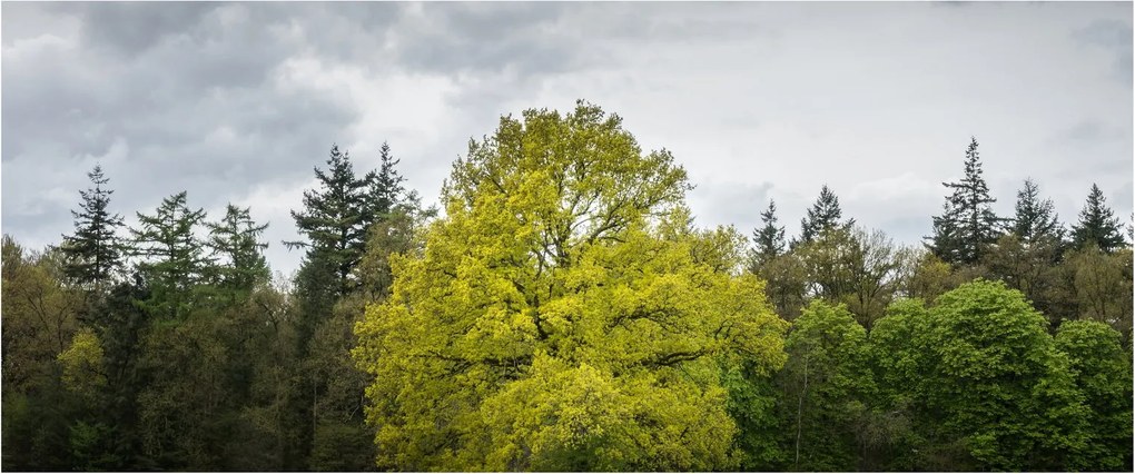 Obraz zeleného stromu uprostred poľa (120x50 cm)