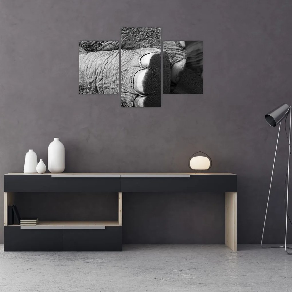 Obraz - Slonia noha (90x60 cm)