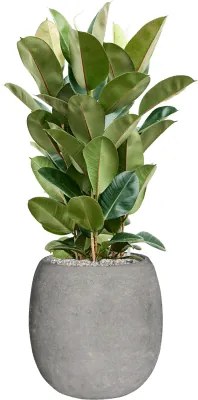 Fikus - Ficus elastica "Robusta" 27x100 cm