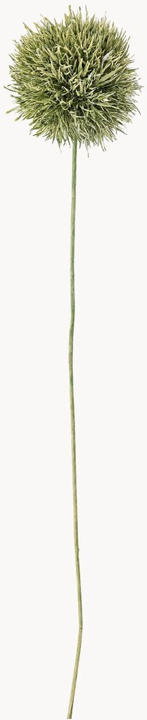 Rastlinná dekorácia Allium