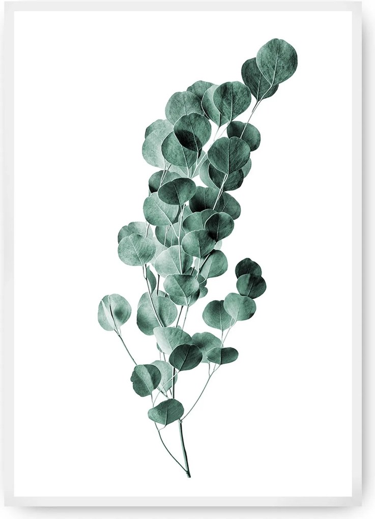Plagát Eucalyptus Emerald Green