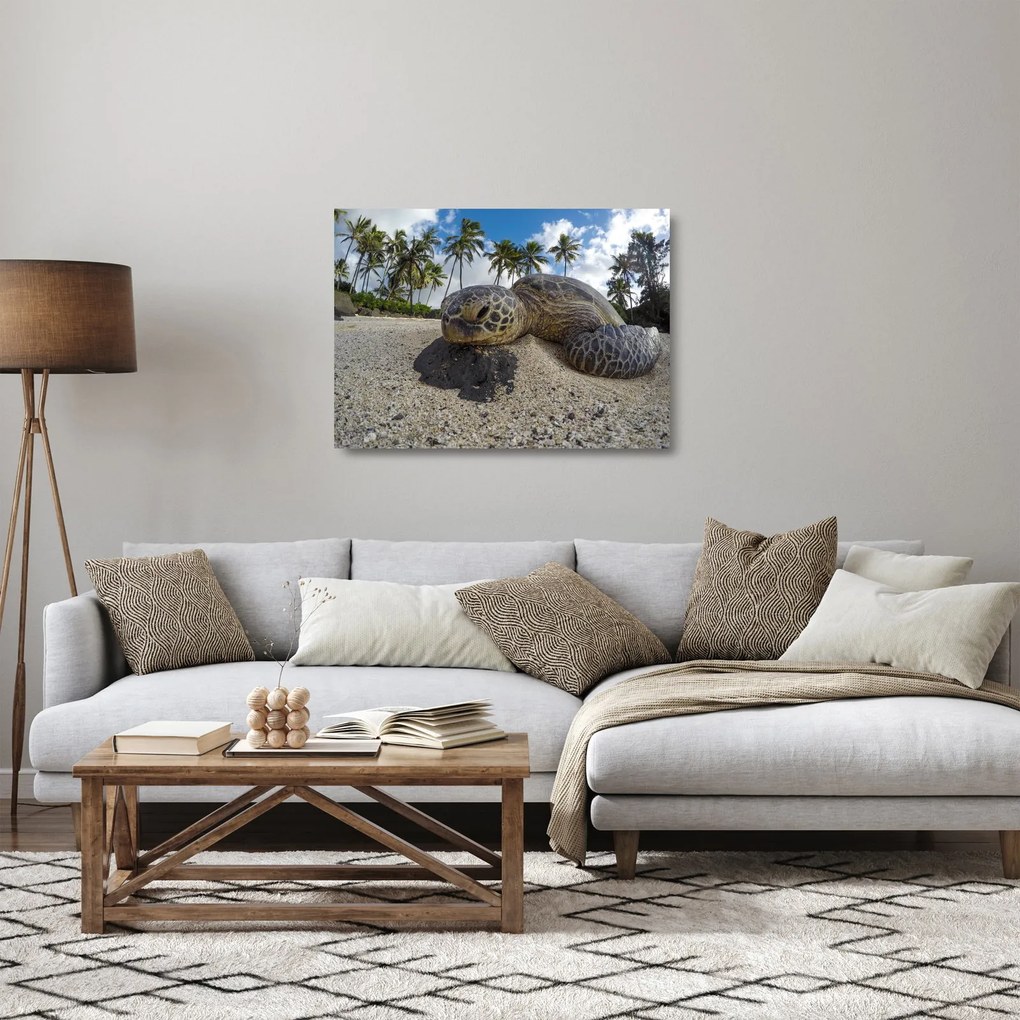 Sklenený obraz korytnačky (70x50 cm)