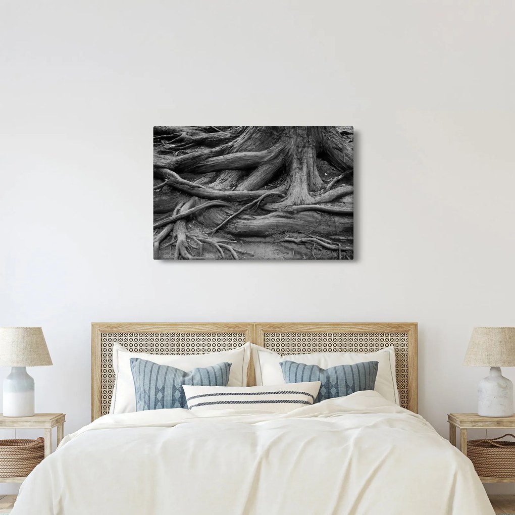 Obraz - Korene stromu (90x60 cm)