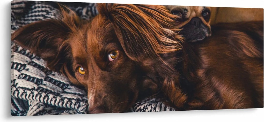 Obraz ležiacich psov (120x50 cm)