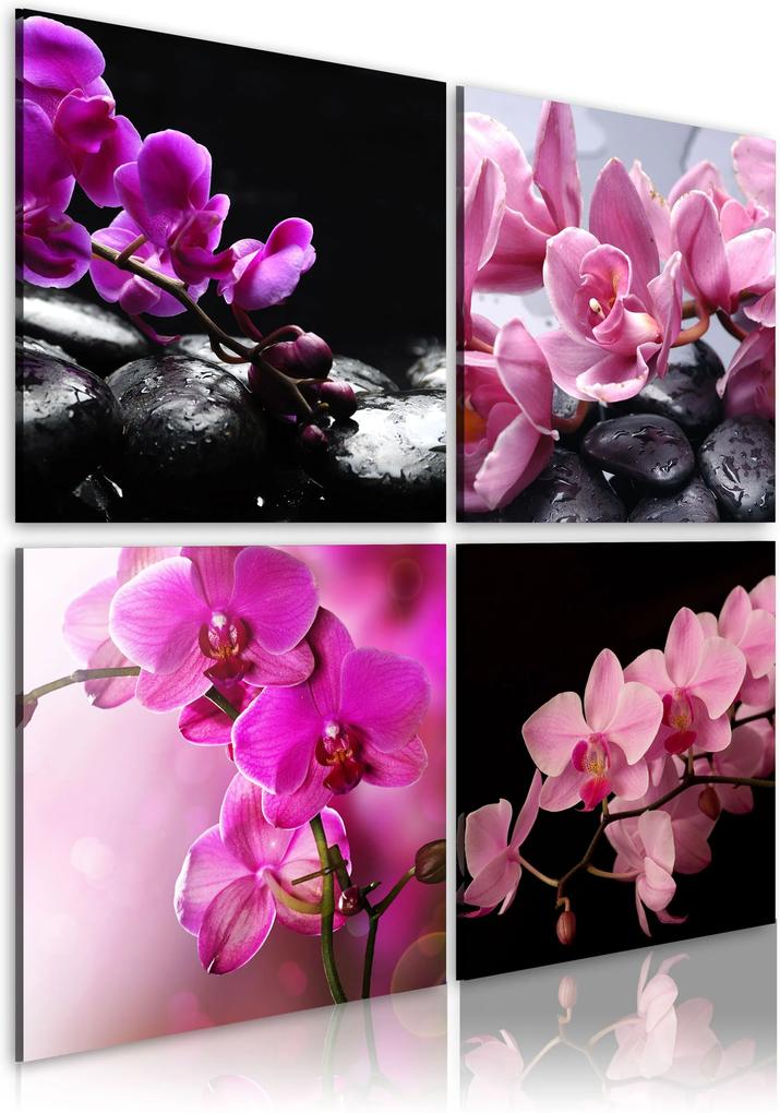Obraz - Orchids more beautiful than ever 40x40