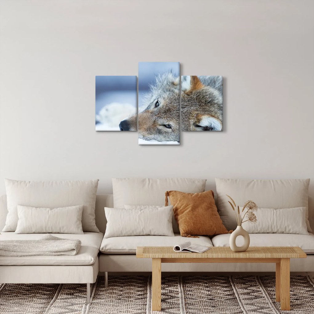 Obraz - Vlk (90x60 cm)