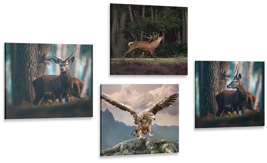 Set obrazov krása lesných zvierat Varianta: 4x 40x40