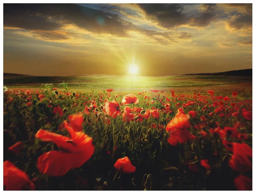 Artgeist Fototapeta - Morning on the poppy meadow Veľkosť: 200x154, Verzia: Premium