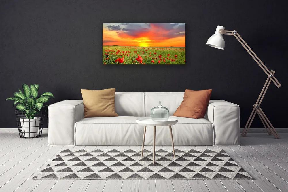 Obraz Canvas Maky slnko rastlina príroda 100x50 cm