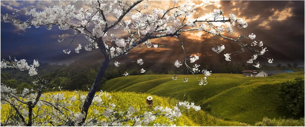 Obraz - Rozkvitnutý strom v krajine (120x50 cm)