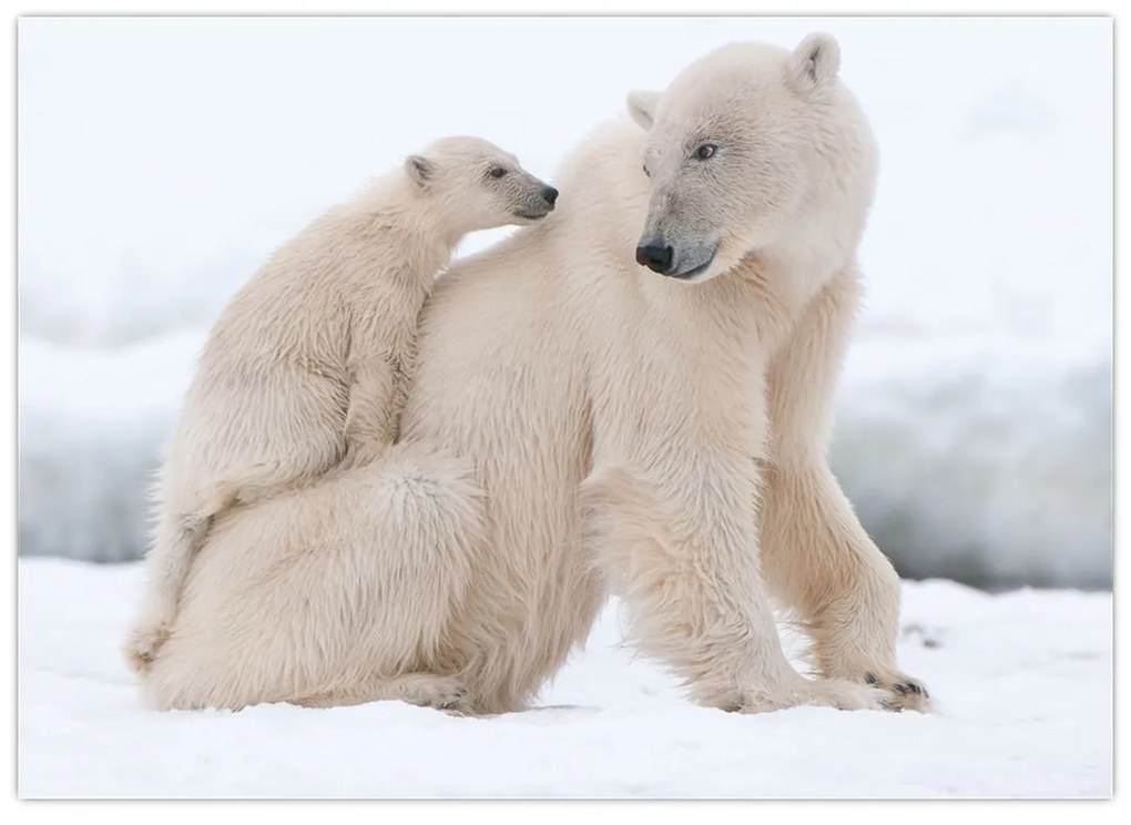 Obraz - Ľadové medvede (70x50 cm)