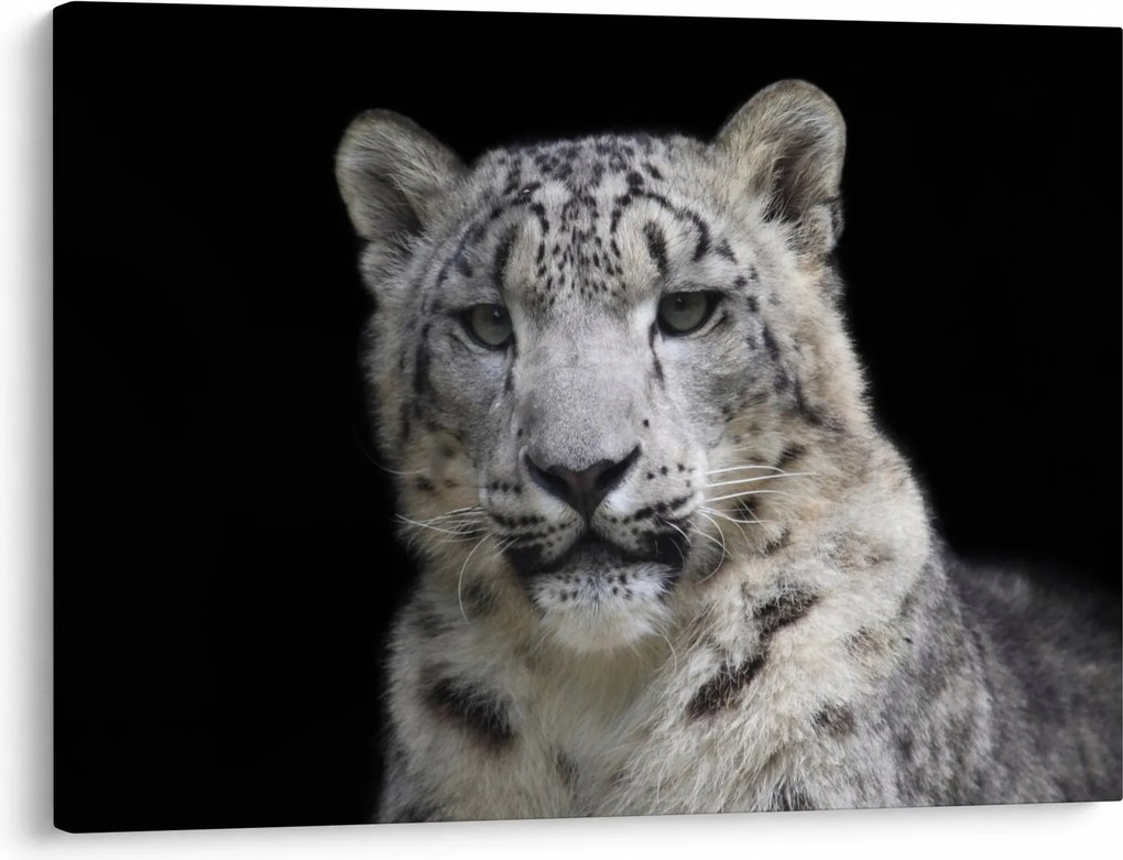Obraz - Leopard snežný (70x50 cm)
