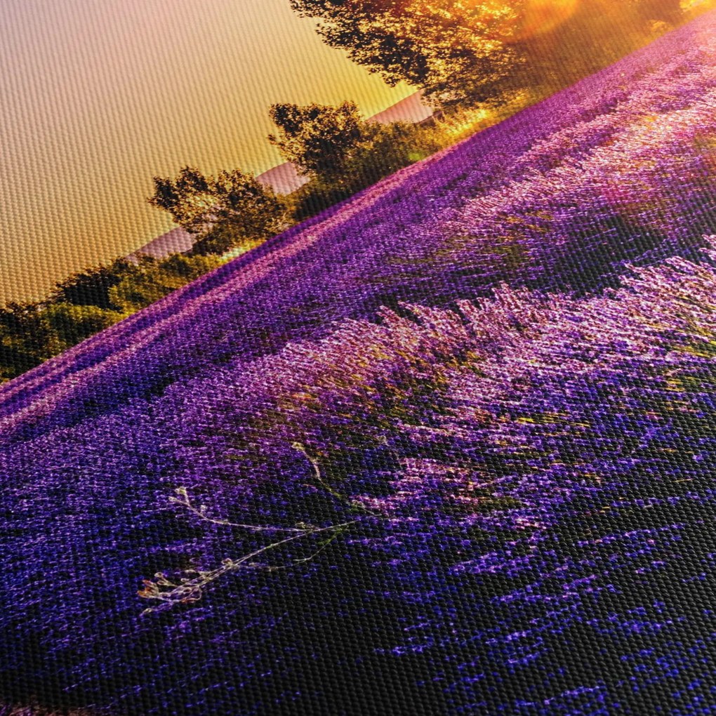 Obraz levanduľového pole, Provence (70x50 cm)