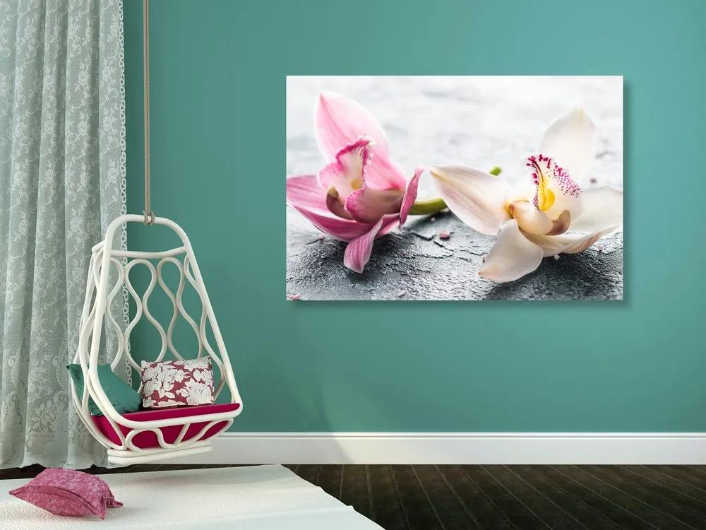 Obraz dva farebné kvety orchidey Varianta: 120x80