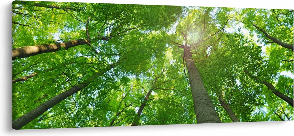 Obraz - Les (120x50 cm)