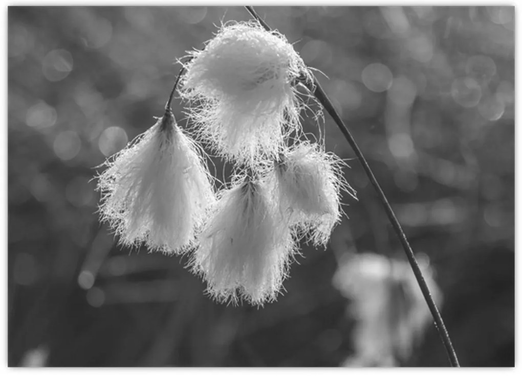 Sklenený obraz - Cottongrass (70x50 cm)