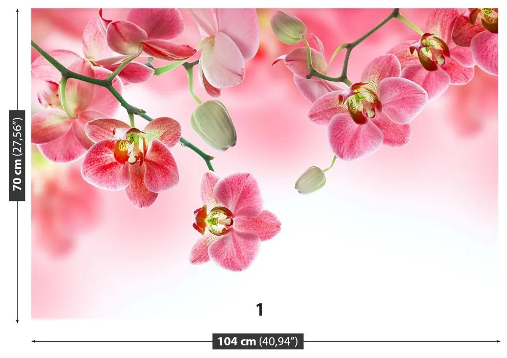 Fototapeta Vliesová Tropické orchidey 104x70 cm