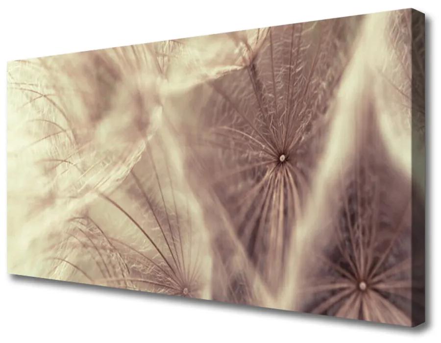 Obraz Canvas Púpava rastlina 120x60 cm