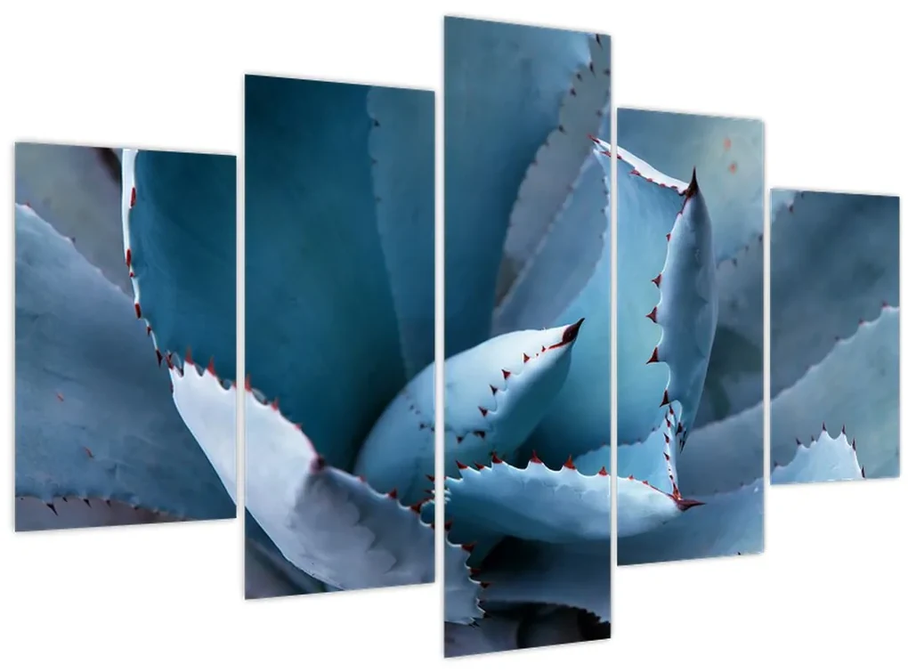 Obraz - Agáve (150x105 cm)