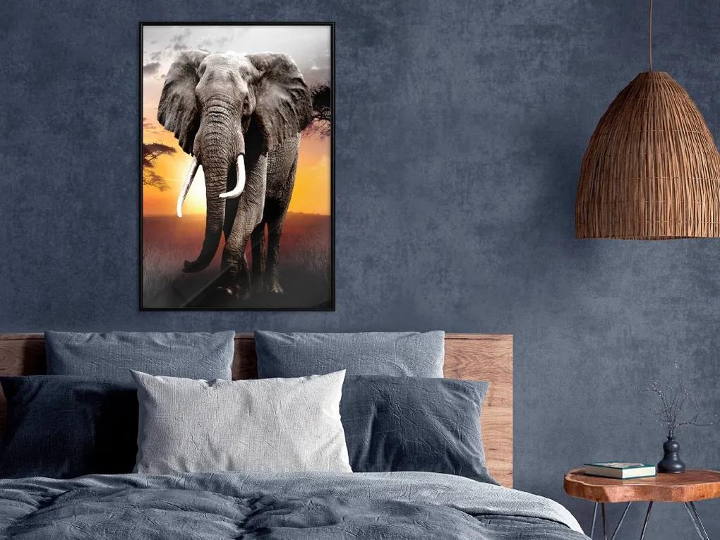 Plagát v ráme Majestic Elephant