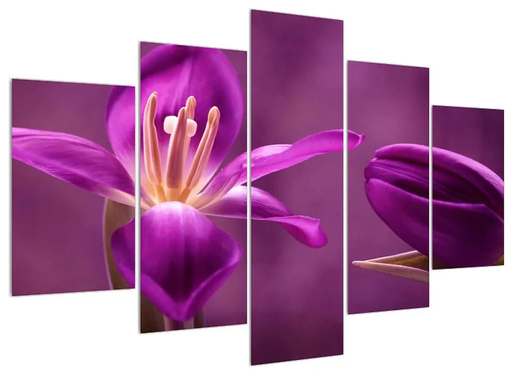 Obraz fialového kvetu (150x105 cm)