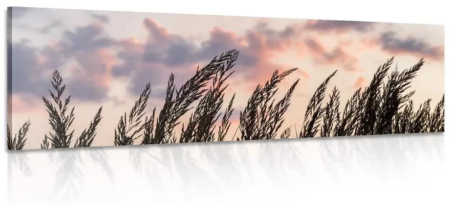 Obraz klásky dlhej trávy