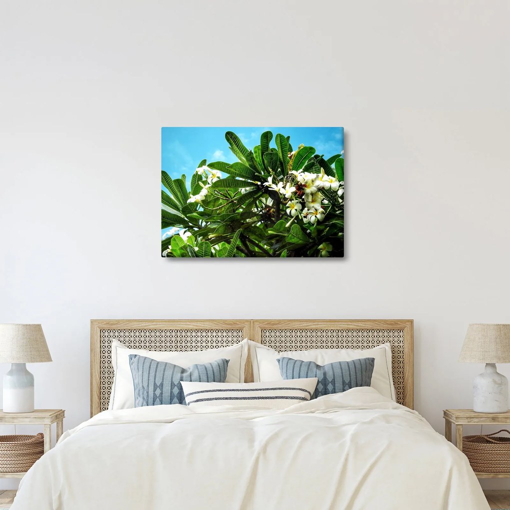 Obraz - Plumeria (70x50 cm)