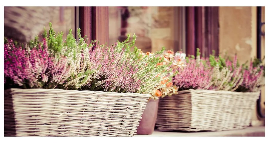 Foto obraz akrylový na stenu Levanduľa v kvetináči pl-oa-140x70-f-57811741