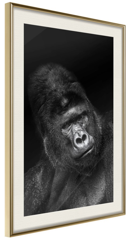 Artgeist Plagát - Gorilla [Poster] Veľkosť: 20x30, Verzia: Zlatý rám