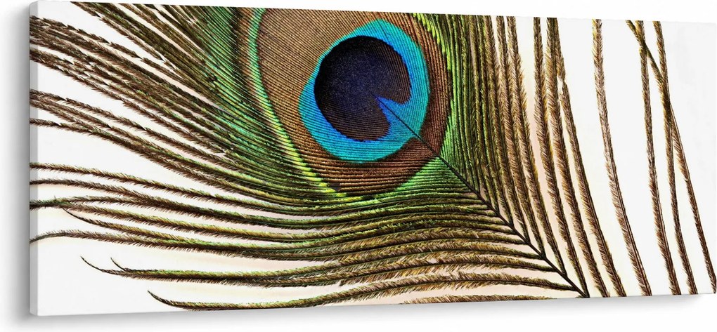 Obraz pávieho peria (120x50 cm)