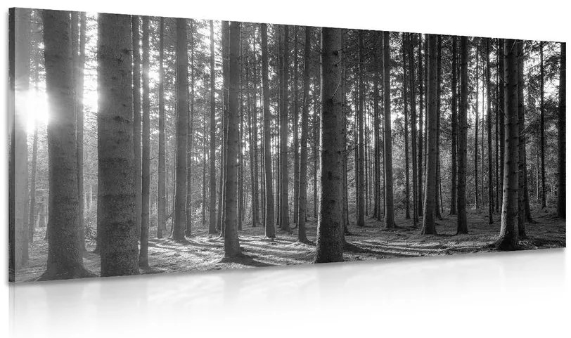 Obraz ráno v lese v čiernobielom prevedení