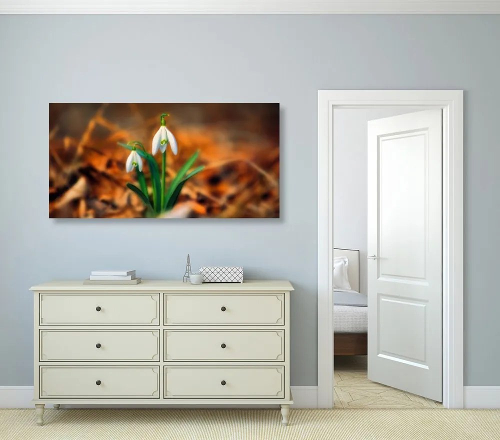 Obraz prvé snežienky - 100x50