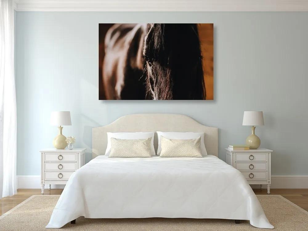 Obraz majestátny kôň - 120x80