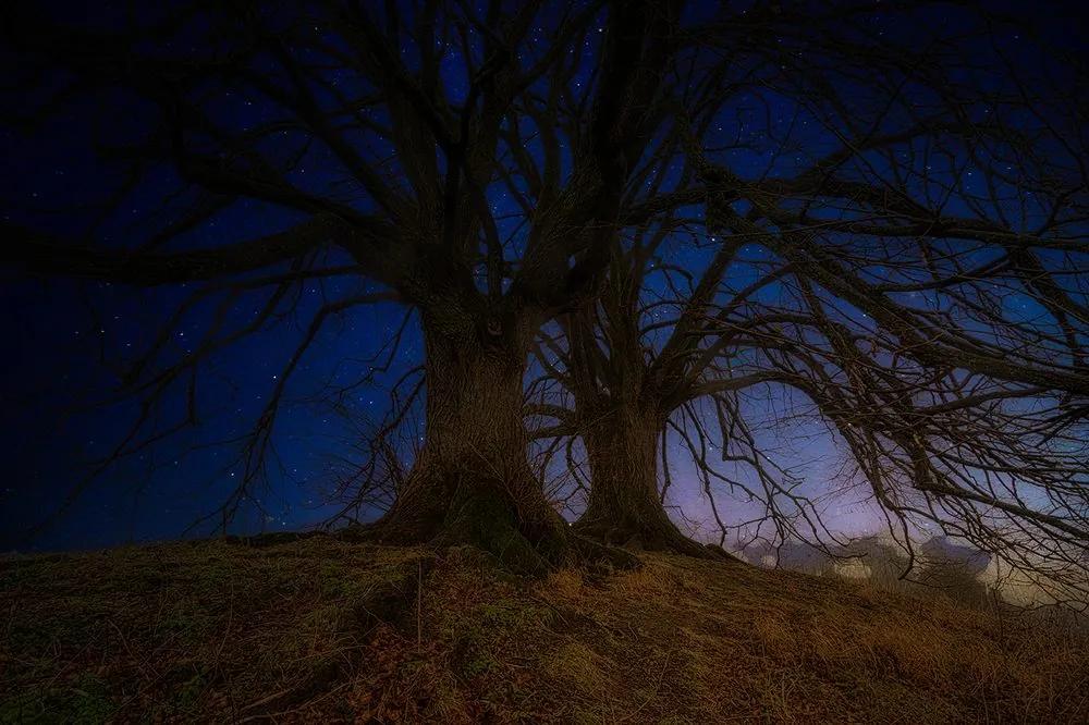 Tapeta stromy s nočnou oblohou