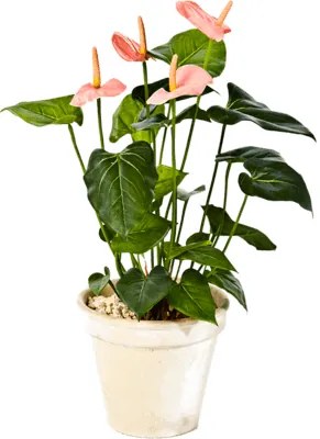 Anthurium de luxe pink 56cm