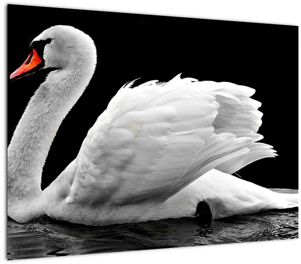 Obraz čiernobielej labute (70x50 cm)